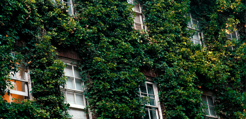 Apartment Outside windows covered in ivy