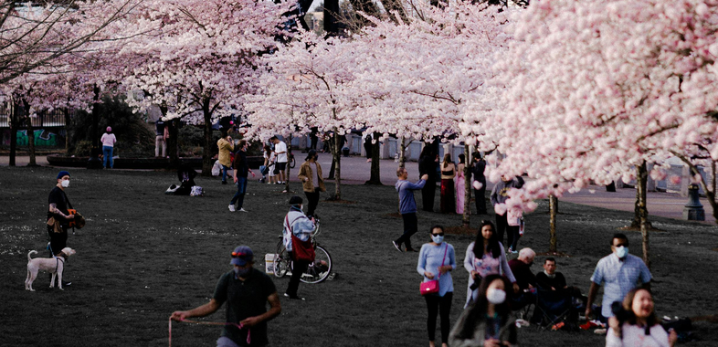 An image of a park in Portland with cherryblossoms