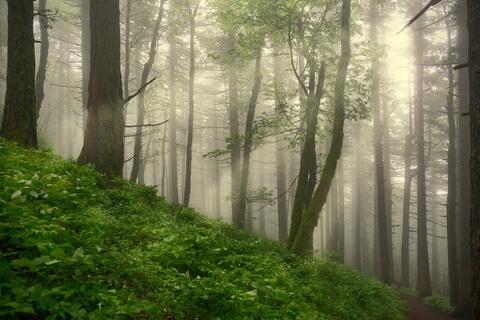 A forest in Portland Oregon in the morning, light streaming through the trees