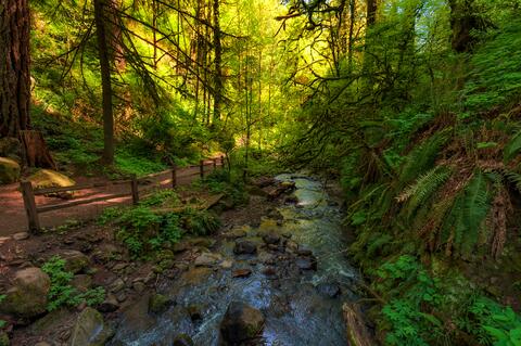 creek in forest park