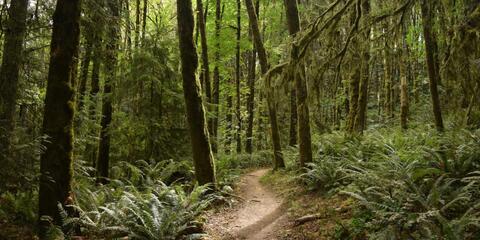 Forested trail 