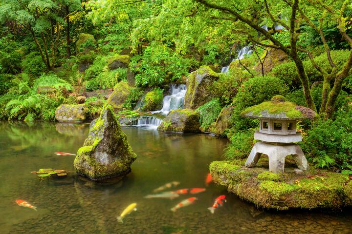 Japanese garden with Koi fish in Portland