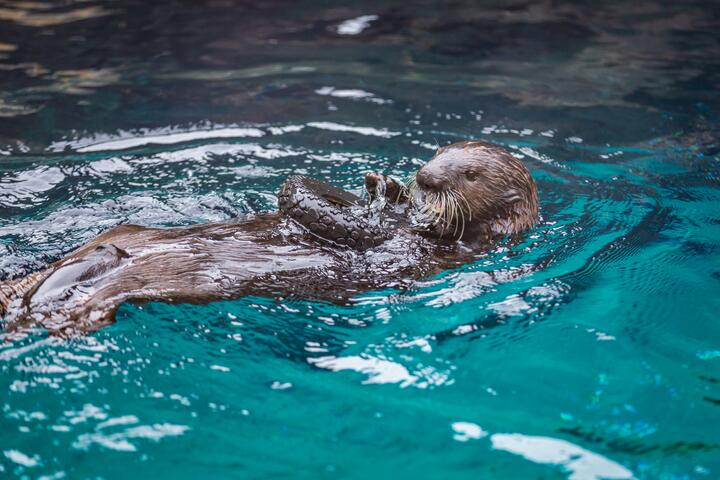 Otter swimming in aquarium